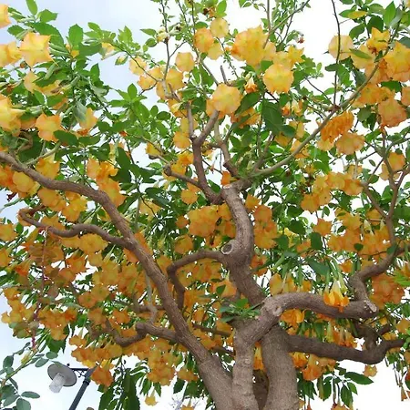 ホテル アンジェラ タオルミーナ