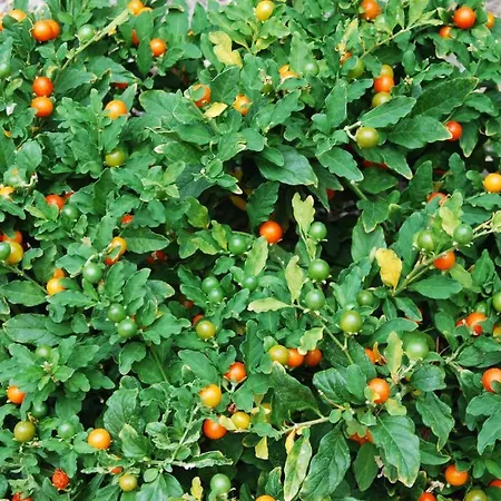 アンジェラ ホテル タオルミーナ