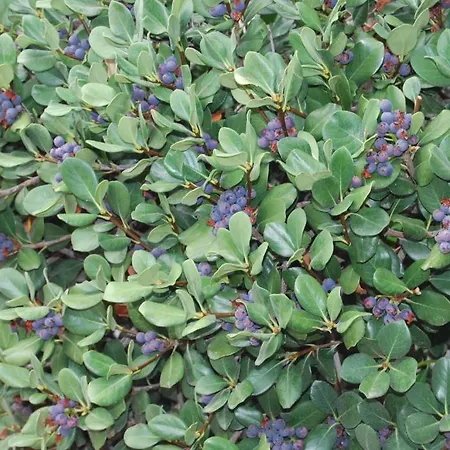 アンジェラ ホテル タオルミーナ